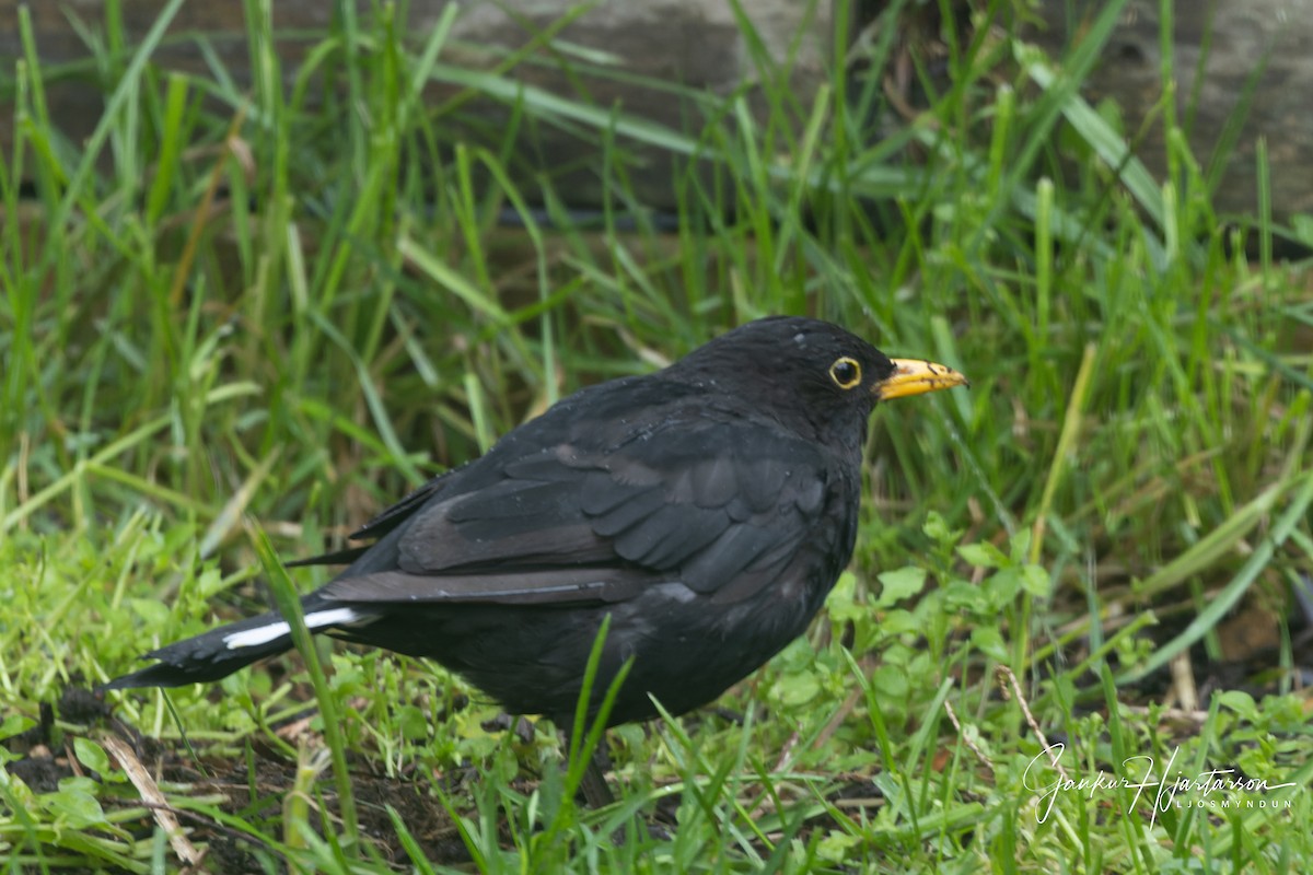 Eurasian Blackbird - ML476707821