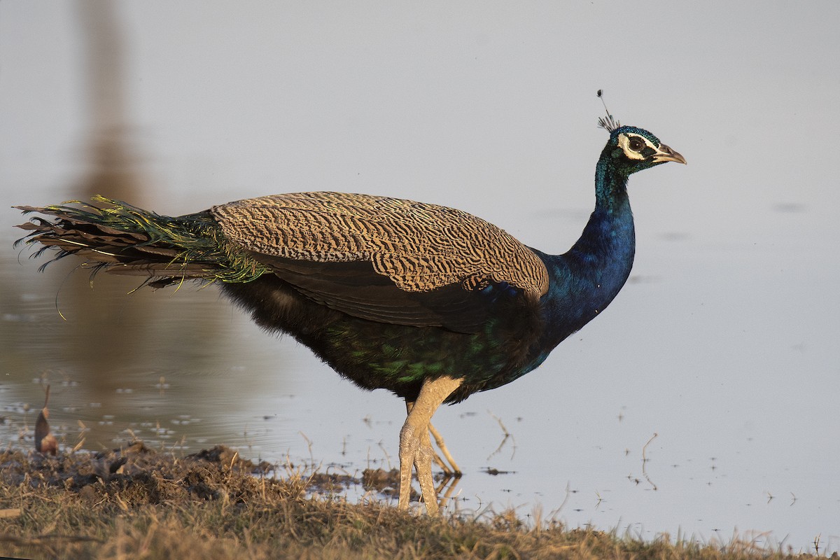 Indian Peafowl - Miguel Rouco