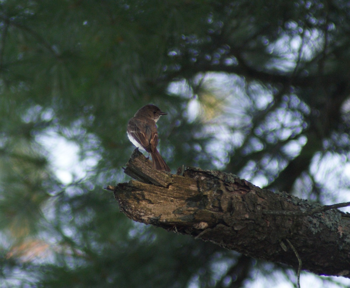 Eastern Phoebe - ML476708401