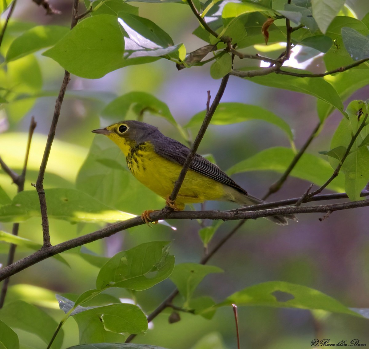 Canada Warbler - ML476708411