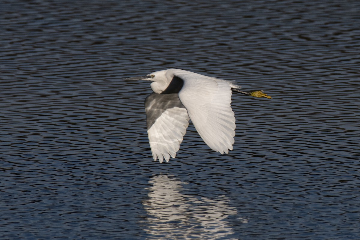 Little Egret - ML476708501