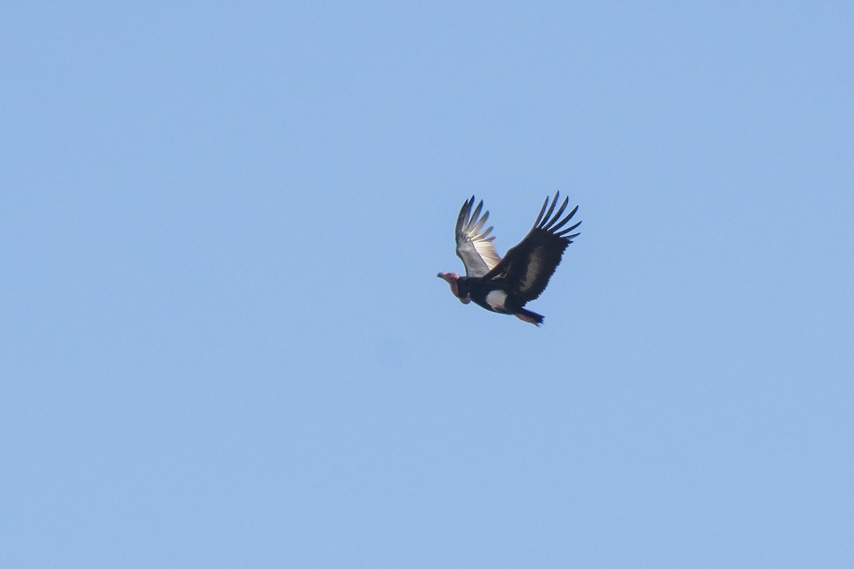 Red-headed Vulture - ML476708641