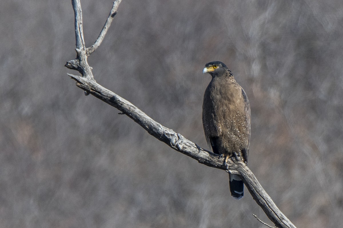 Crested Serpent-Eagle - ML476708841