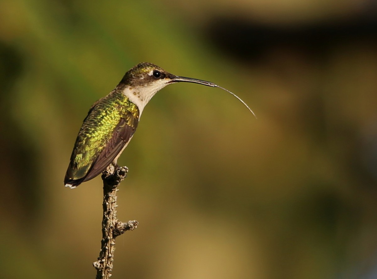 Colibri à gorge rubis - ML476709791