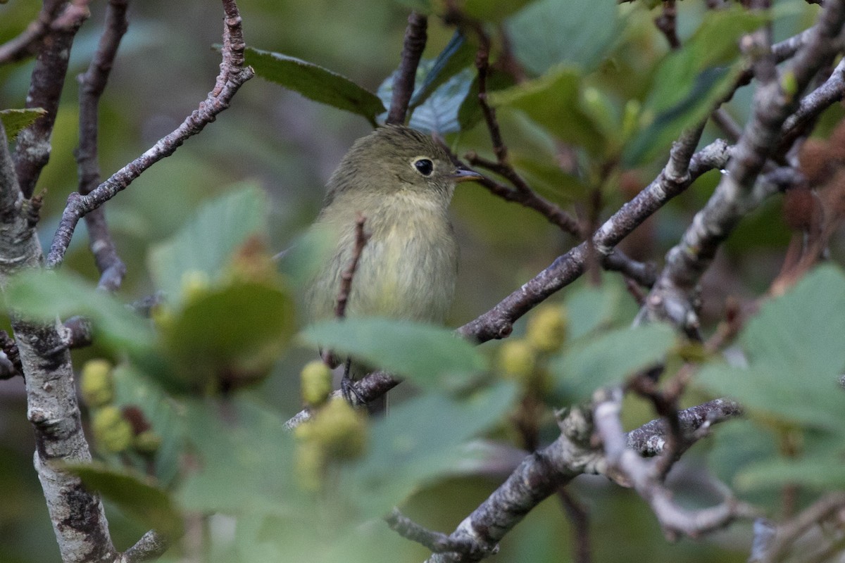 Yellow-bellied Flycatcher - ML476710581