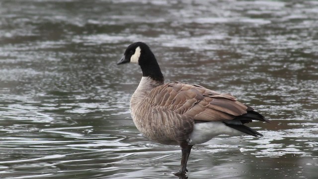 Cackling Goose (Richardson's) - ML476713