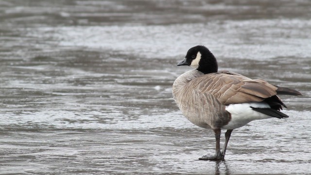 シジュウカラガン（hutchinsii） - ML476715