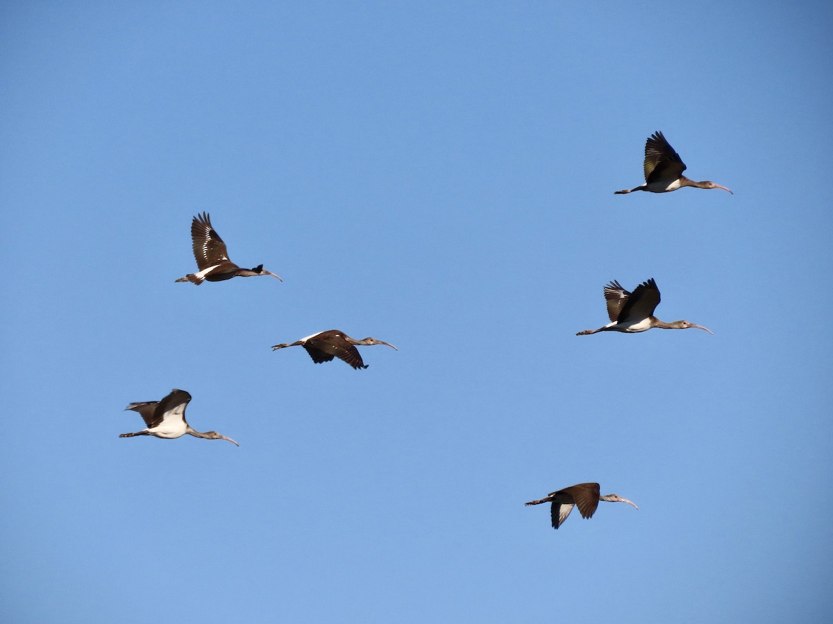 White Ibis - ML476715981