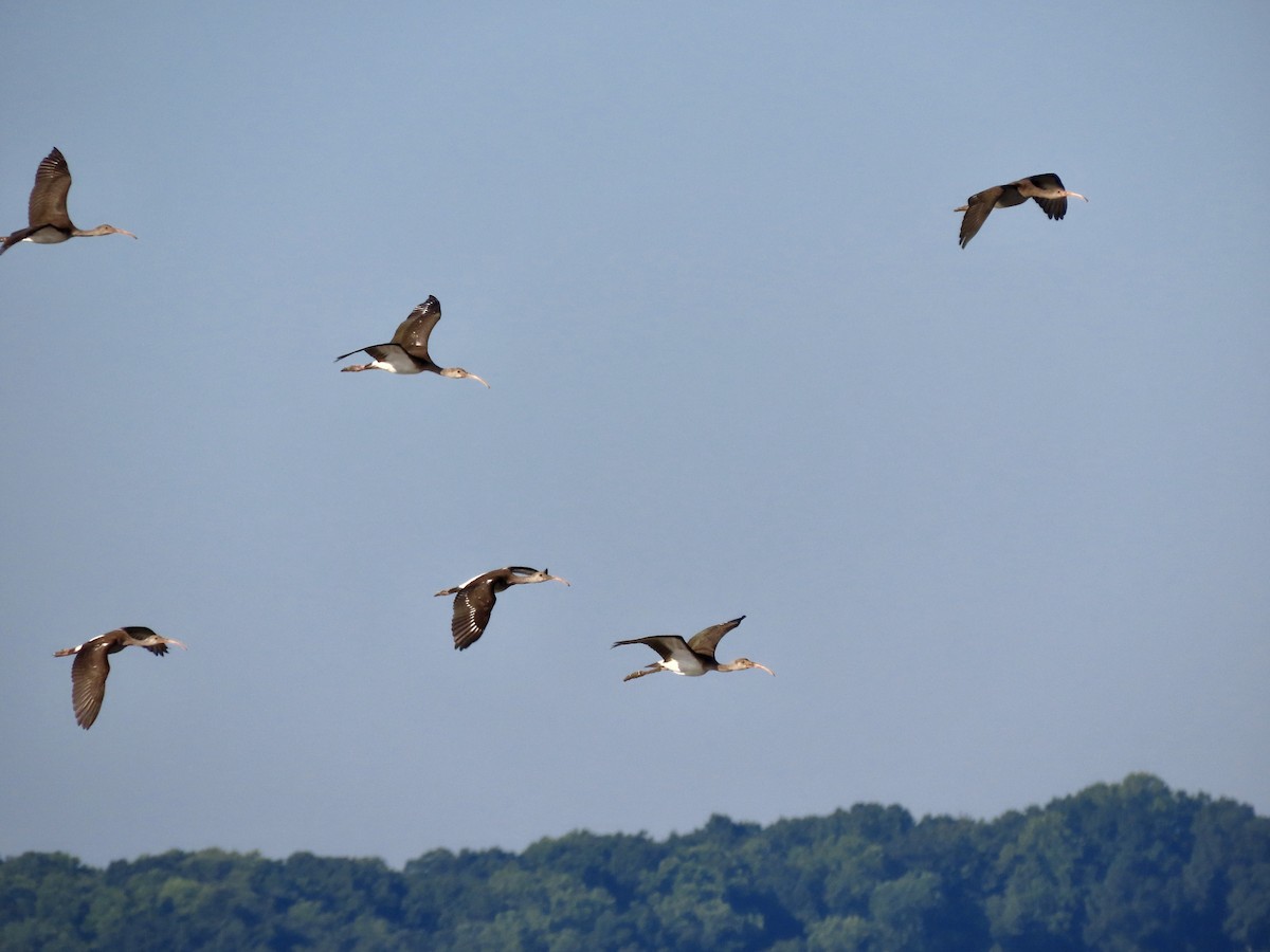 White Ibis - ML476716001