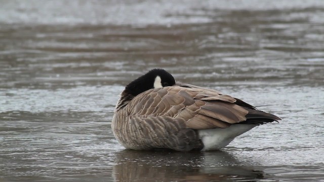 Barnacla Canadiense Chica (hutchinsii) - ML476717