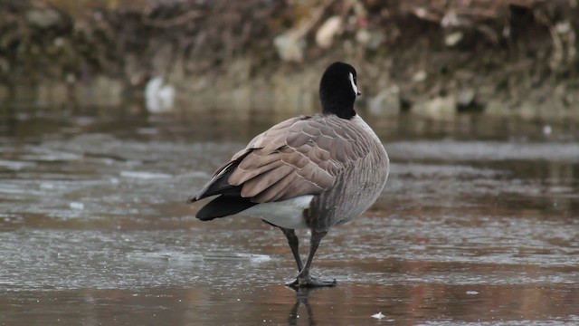 シジュウカラガン（hutchinsii） - ML476718