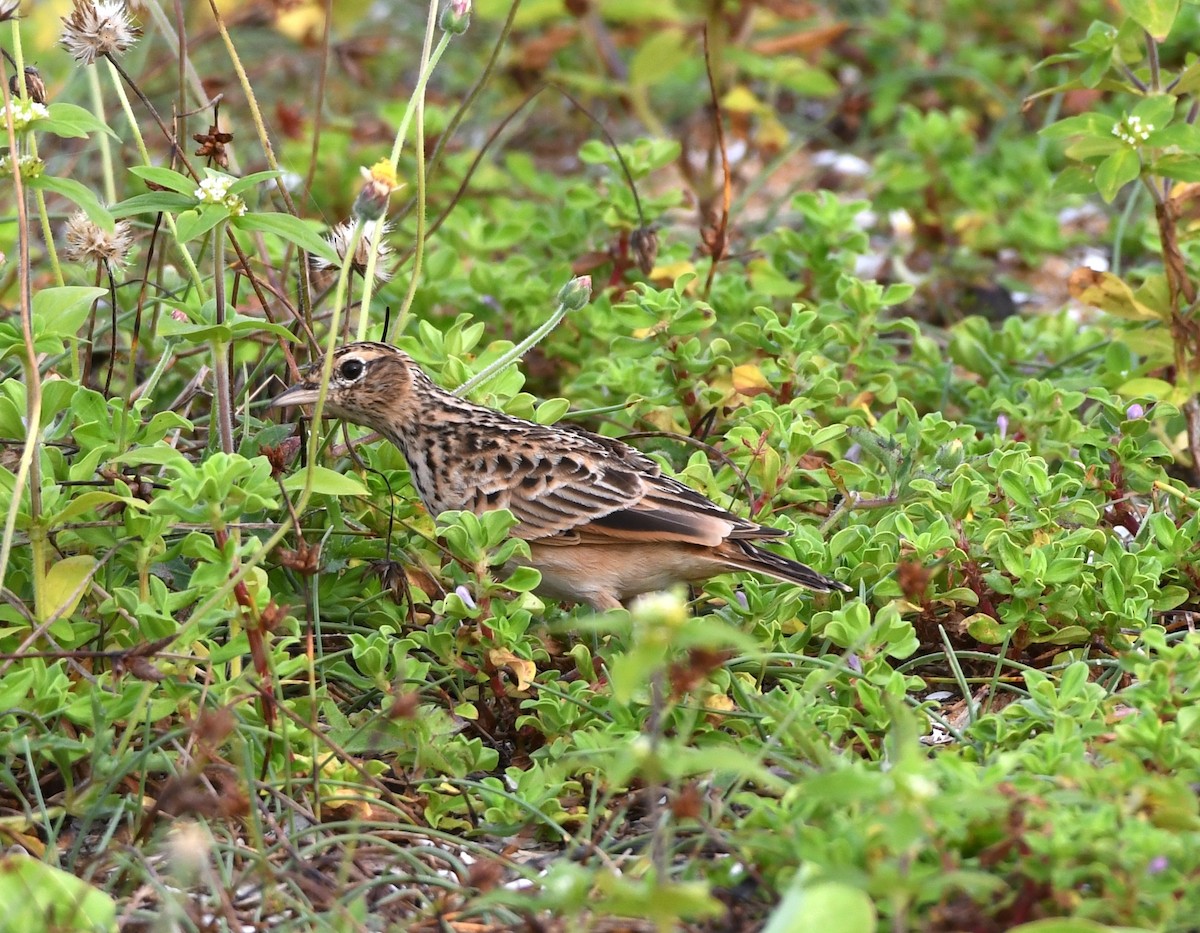 Oriental Skylark - ML476718611