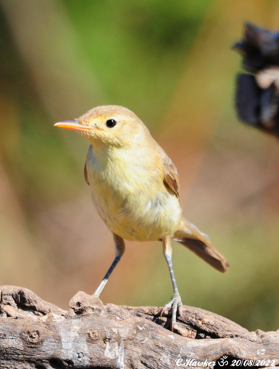 Melodious Warbler - ML476718701