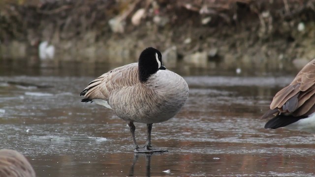 Barnacla Canadiense Chica (hutchinsii) - ML476719