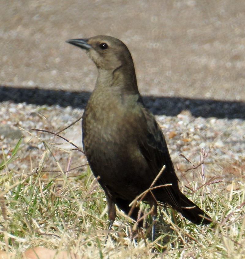 Brewer's Blackbird - ML47672081