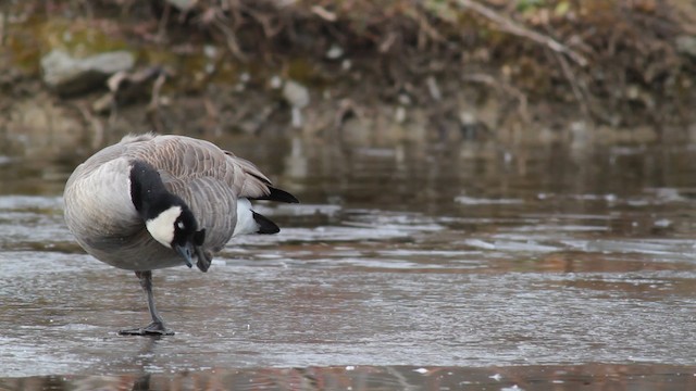 berneška malá (ssp. hutchinsii) - ML476721