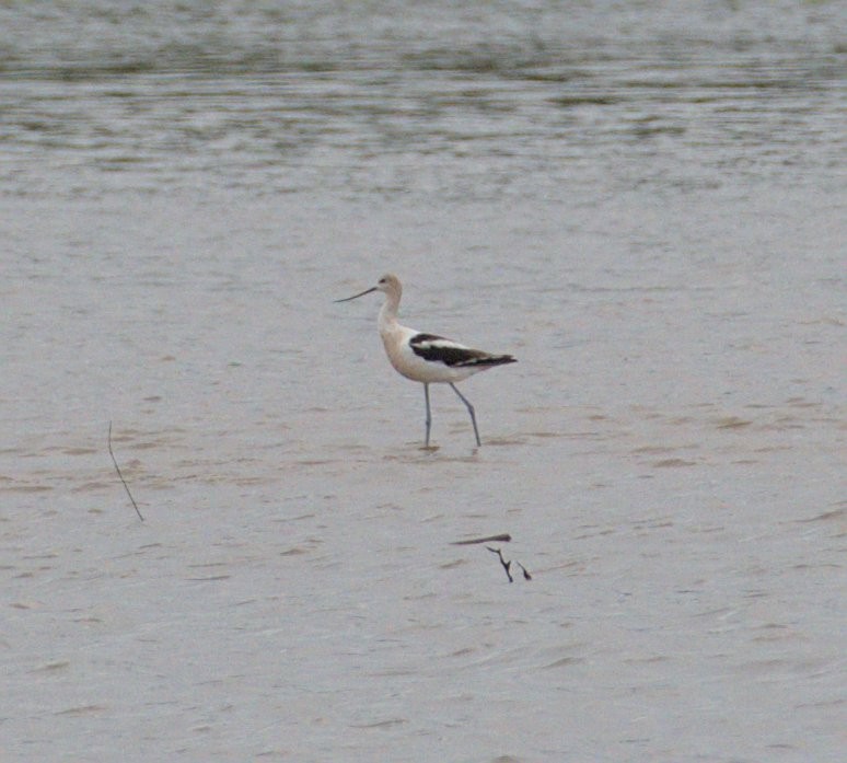 Avocette d'Amérique - ML476722181