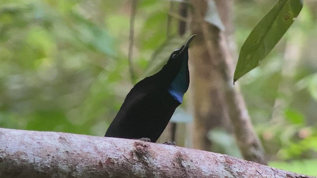 Magnificent Riflebird - ML476723031