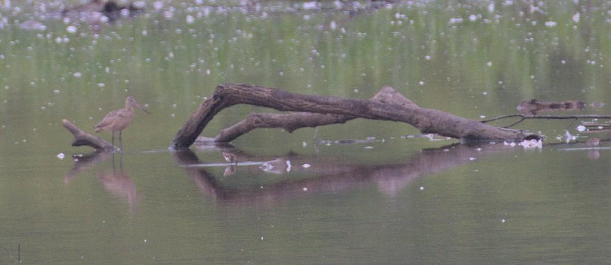 Marbled Godwit - ML476723381