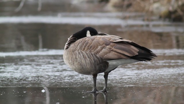 Cackling Goose (Richardson's) - ML476724
