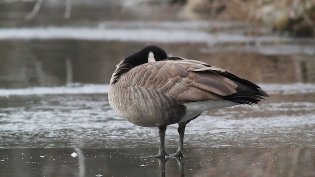 Казарка мала (підвид hutchinsii) - ML476724