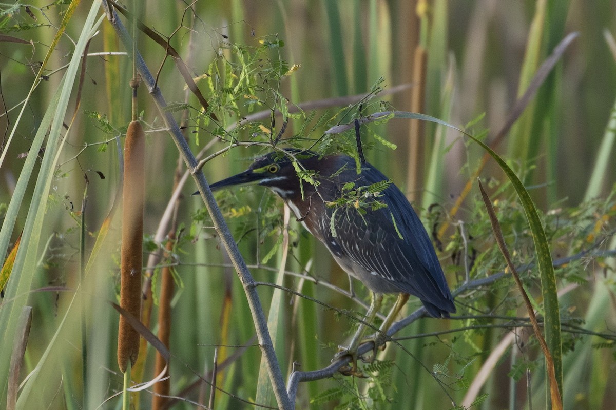 Green Heron - Lee Jones