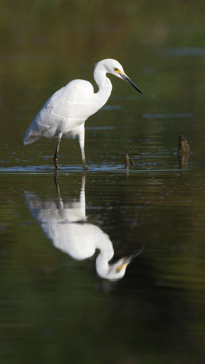 Snowy Egret - ML476724651