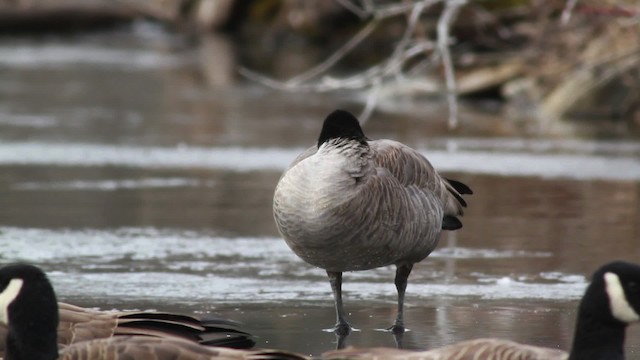 Barnacla Canadiense Chica (hutchinsii) - ML476725