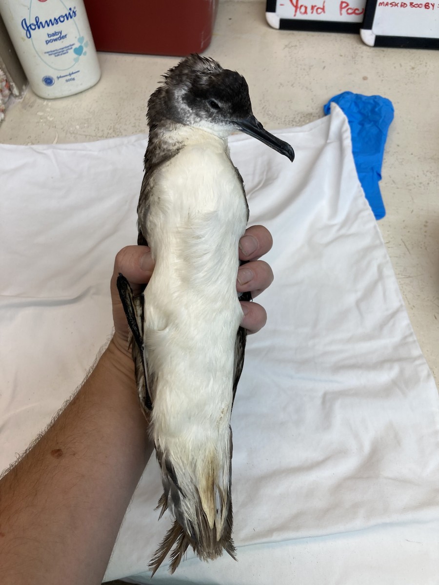 Manx Shearwater - ML476725451