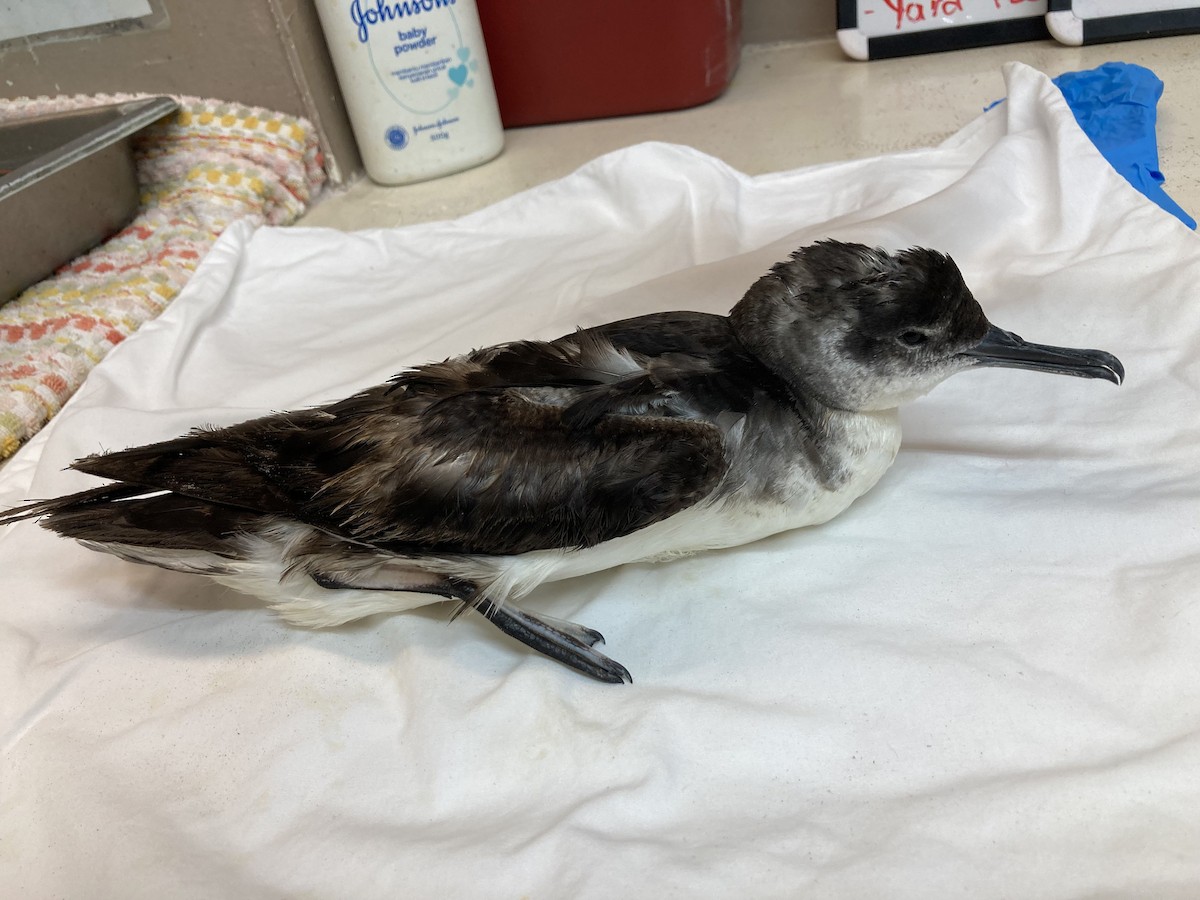 Manx Shearwater - ML476725461