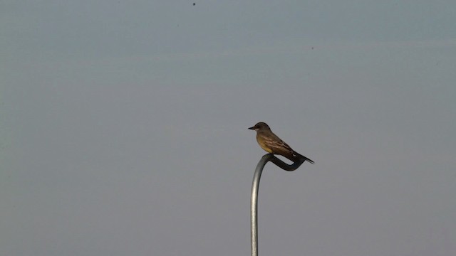 Cassin's Kingbird - ML476726