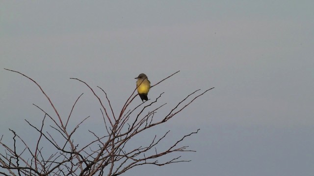 Cassin's Kingbird - ML476727