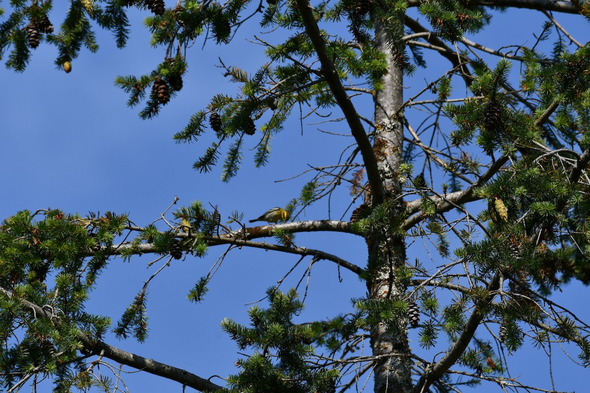 Townsend's Warbler - ML476727081