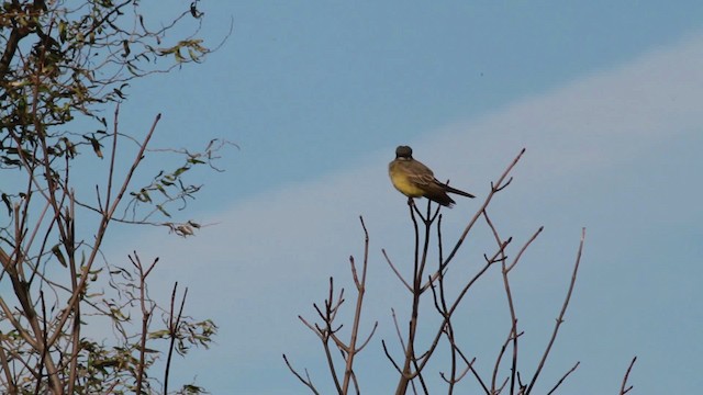 Cassin's Kingbird - ML476728