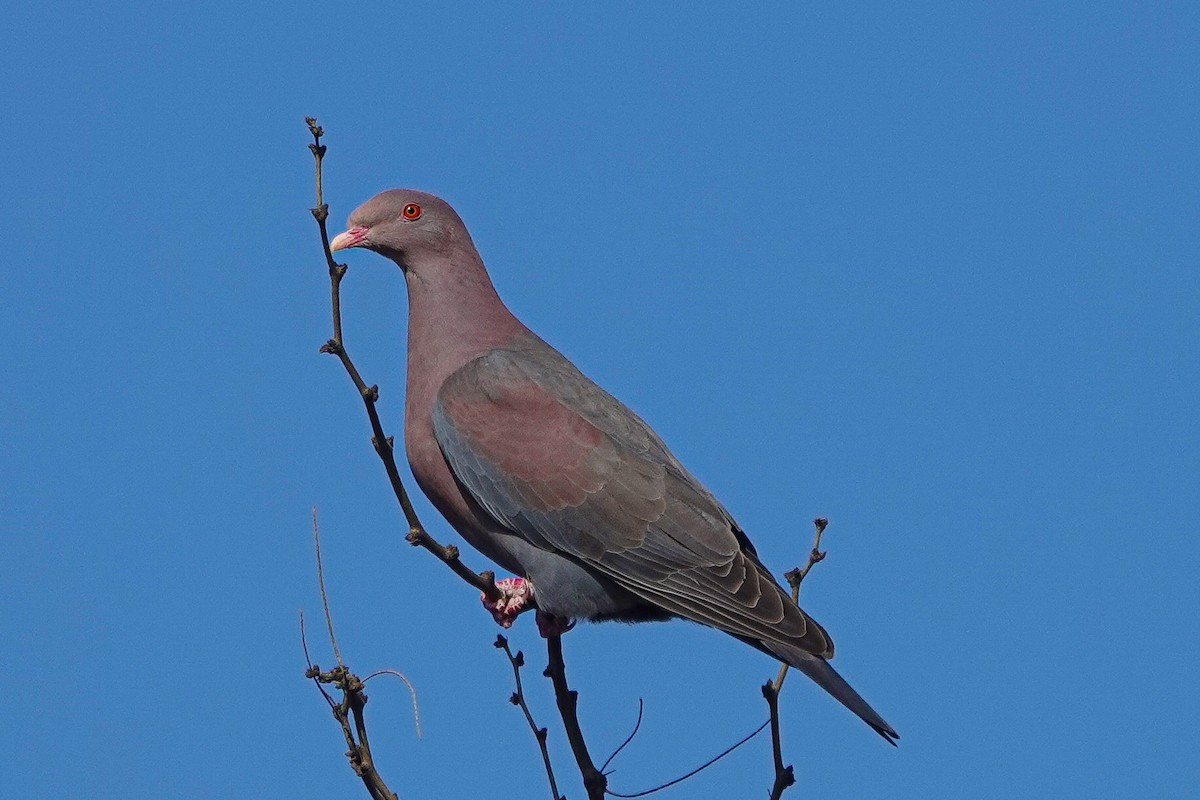 Pigeon à bec rouge - ML476728231