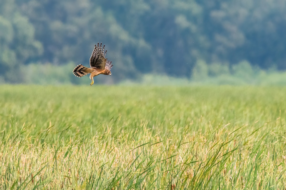 Northern Harrier - ML476728751