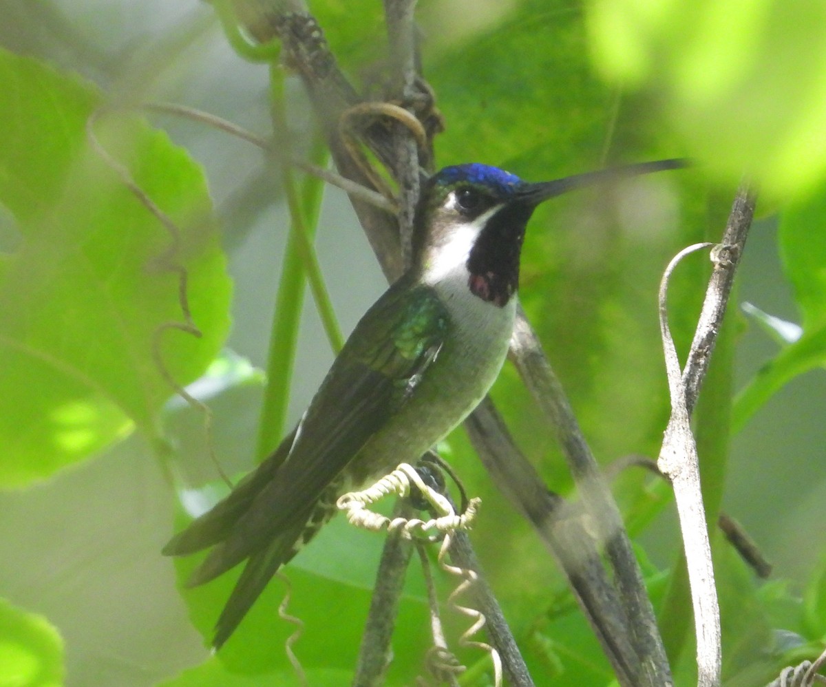 Long-billed Starthroat - ML476728811