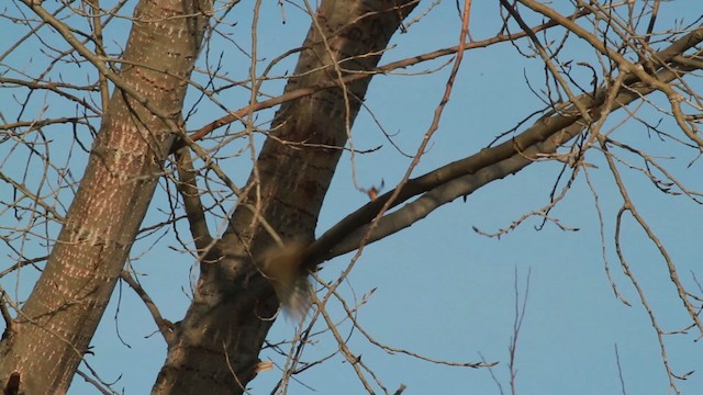 Cassin's Kingbird - ML476729