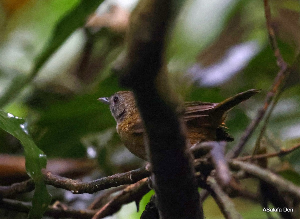 Brown Illadopsis (Brown) - Fanis Theofanopoulos (ASalafa Deri)