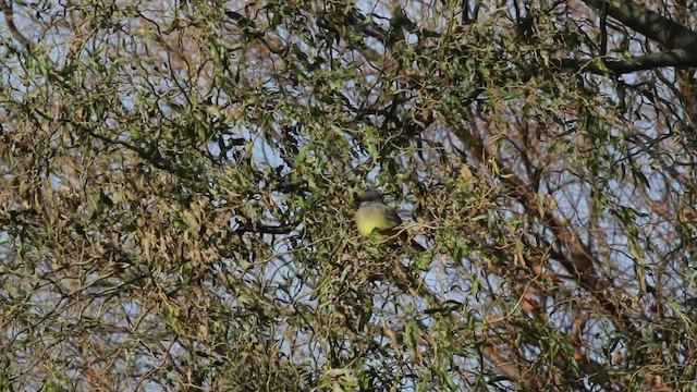 Cassin's Kingbird - ML476730