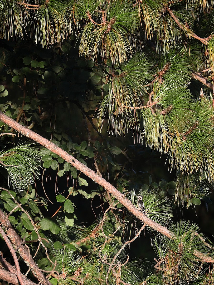 Gray-capped Pygmy Woodpecker - ML476730381