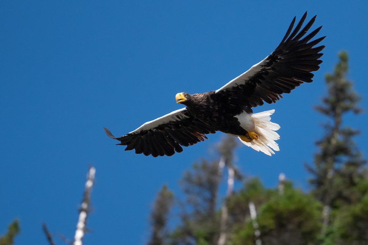 Steller's Sea-Eagle - Amanda Guercio