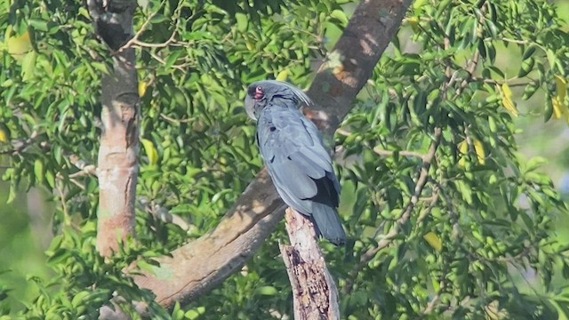 Palm Cockatoo - ML476730801