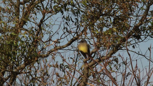 Cassin's Kingbird - ML476731