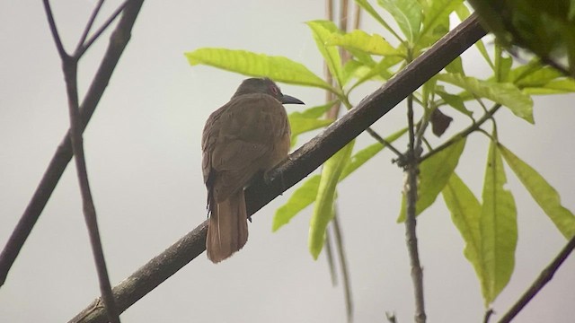 Long-billed Cuckoo - ML476731911