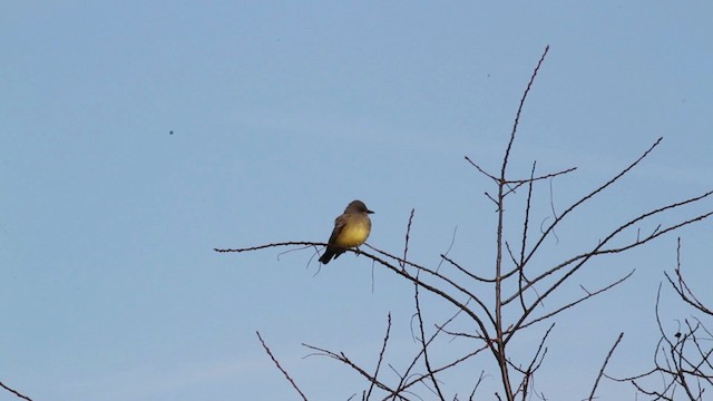 Cassin's Kingbird - ML476732