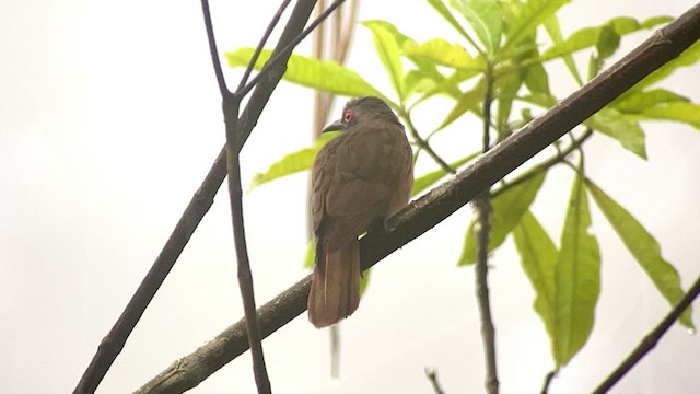 Long-billed Cuckoo - ML476732611