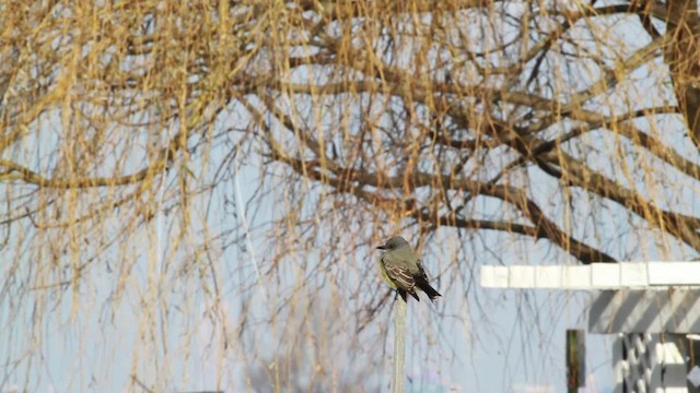 Cassin's Kingbird - ML476733