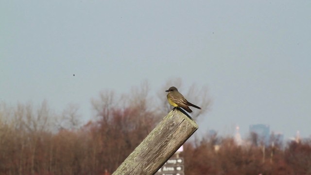 Cassin's Kingbird - ML476734