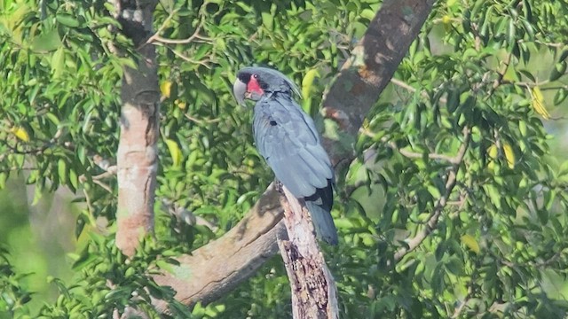 Cacatúa Enlutada - ML476734161